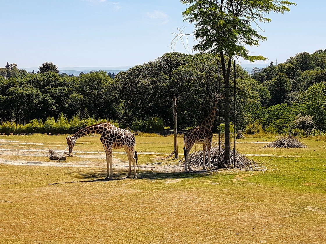 Opel-Zoo Giraffen