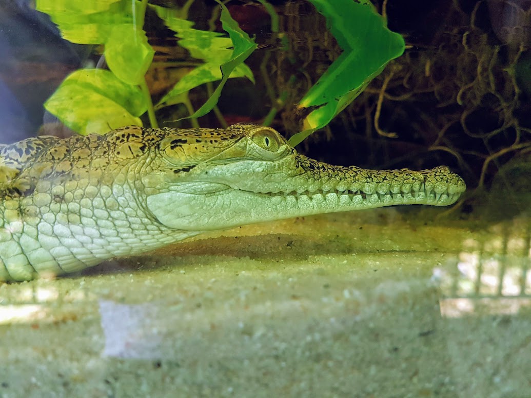 Opel-Zoo Krokodil
