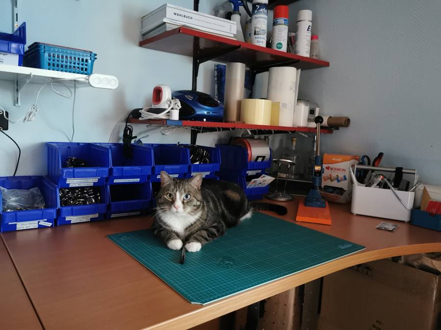 Kater Bilbo am Werkstatttisch