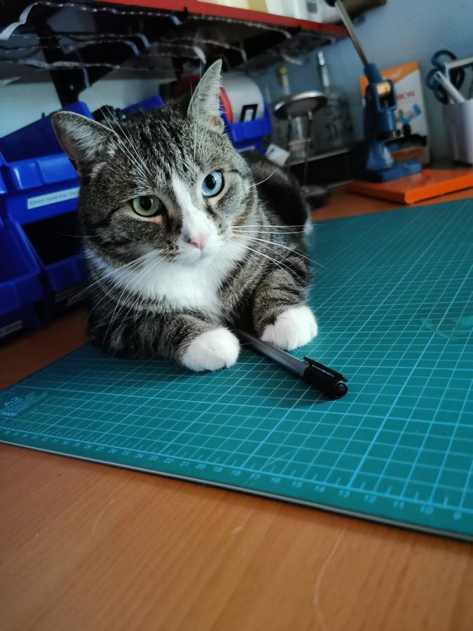 Kater Bilbo sitzt auf der gr&uuml;nen Schneidematte in unserer Werkstatt und h&auml;lt einen Stift