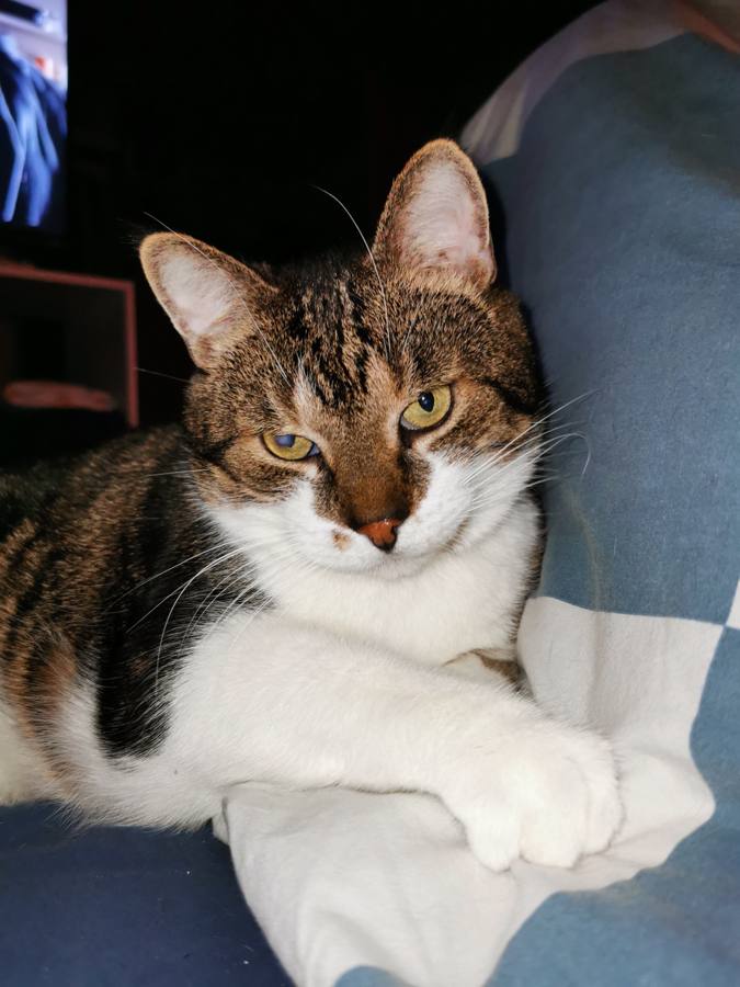 Getigerter Kater Sheldon auf dem Sofa